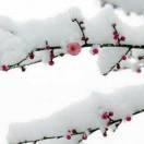 河南笑雪（小不董团）