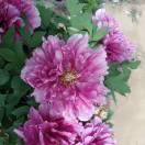 爱尔佳家政服务