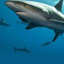 大白鲨