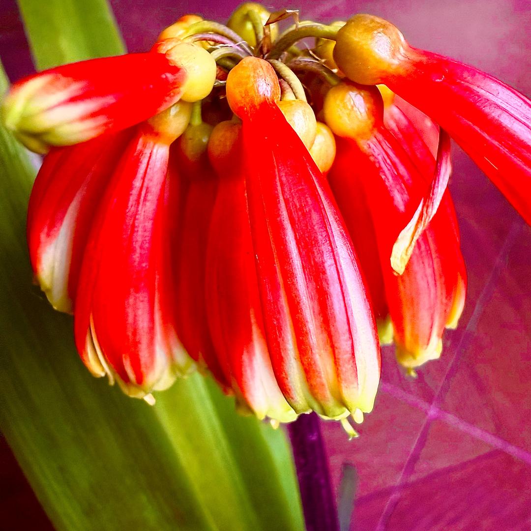 长春刚臻品君子兰