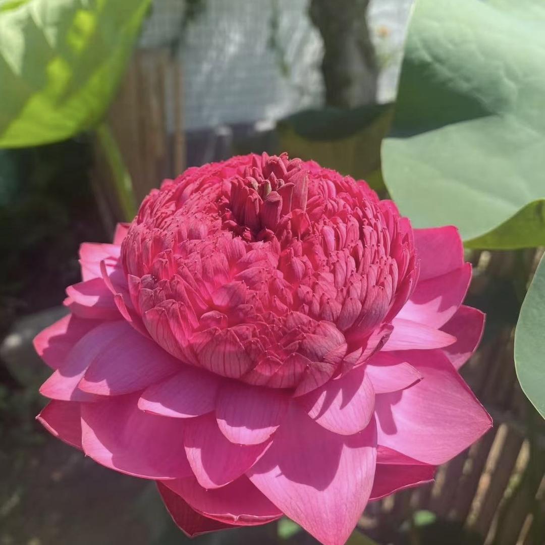 韩家花卉源