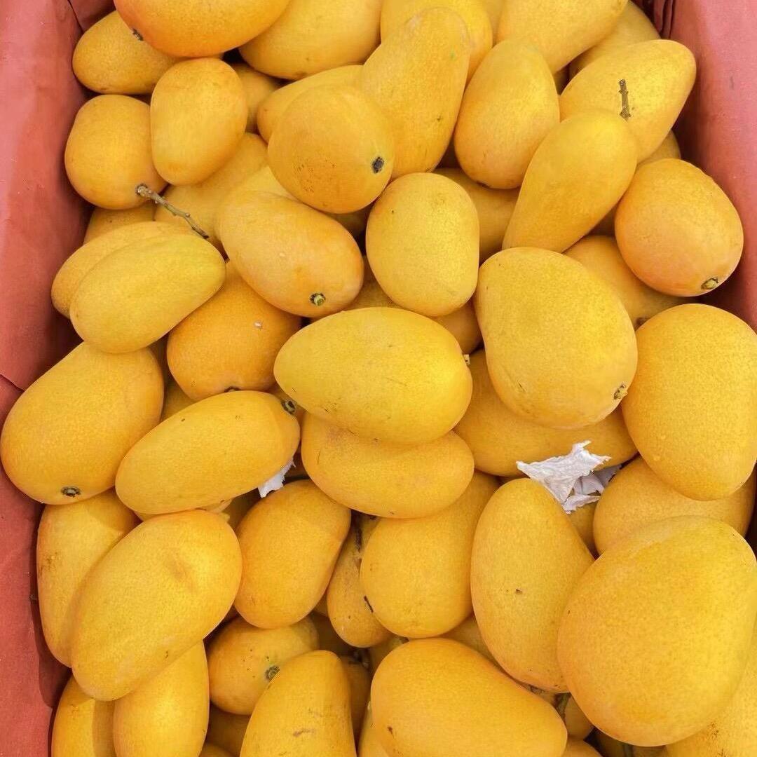 三亚正宗小台芒