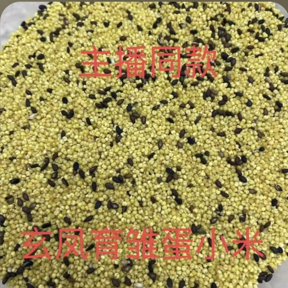 晨辉鹦萌宠手养玄凤