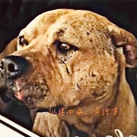 纵横四海、黄理事