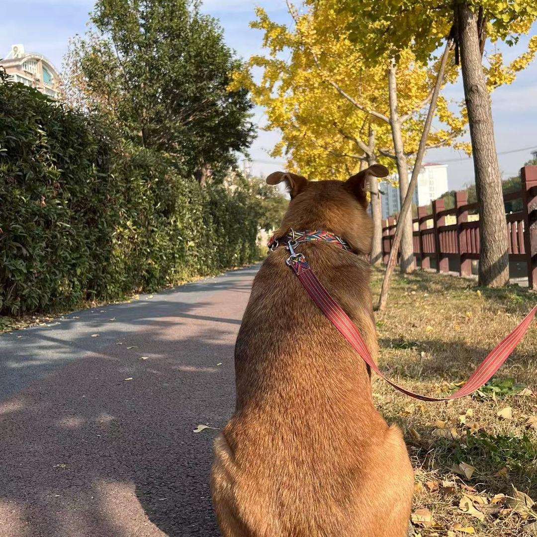 狗狗记事本
