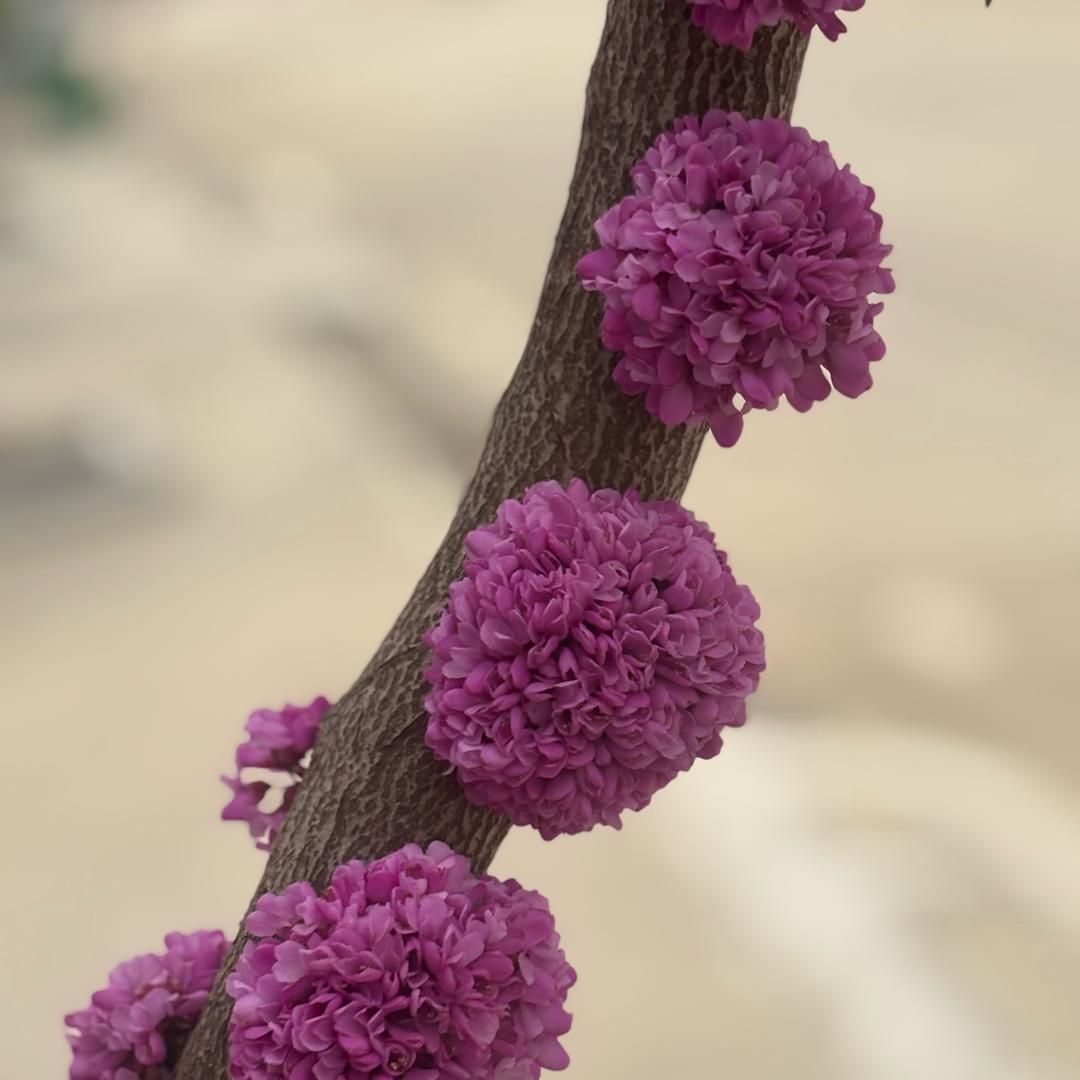 落花伊人