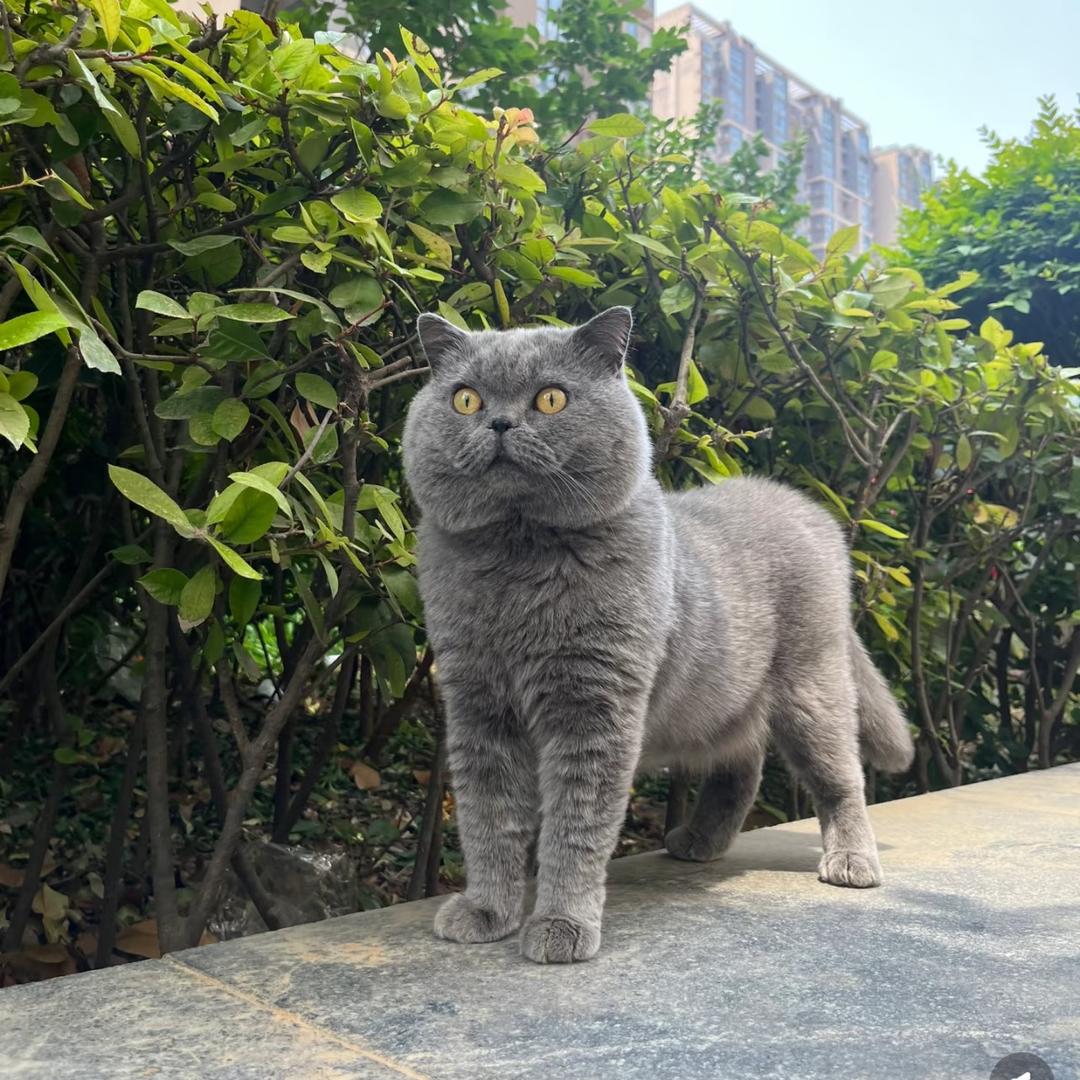 猫砂界的王子（卖猫砂的）