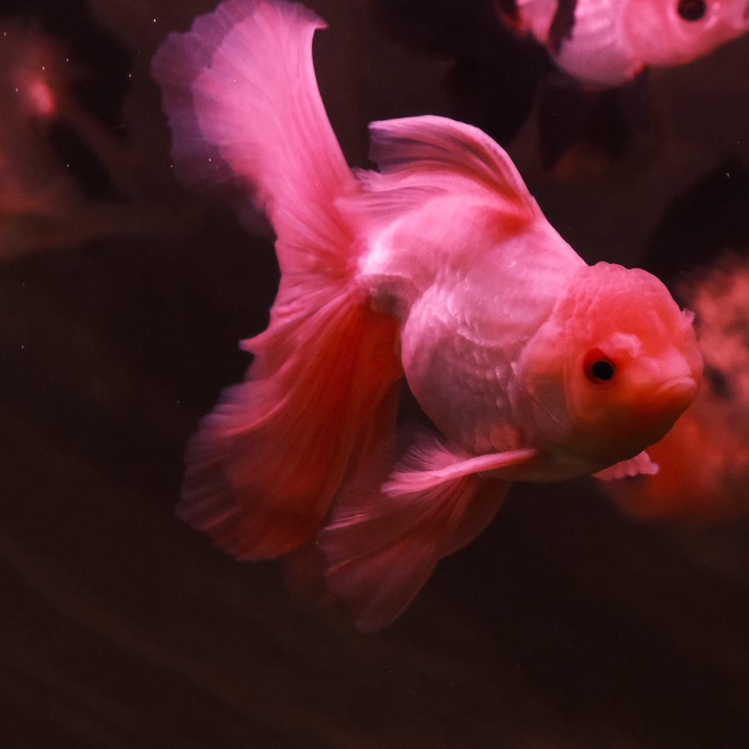 七条鱼的一千零一夜