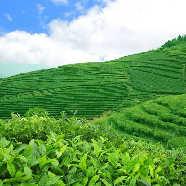 富山茶厂