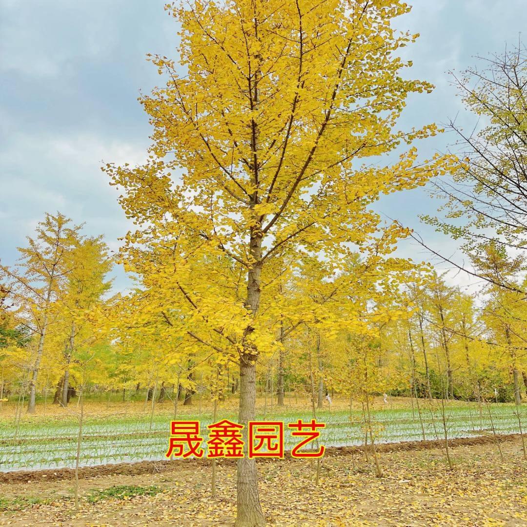 源客行曼禾专卖店