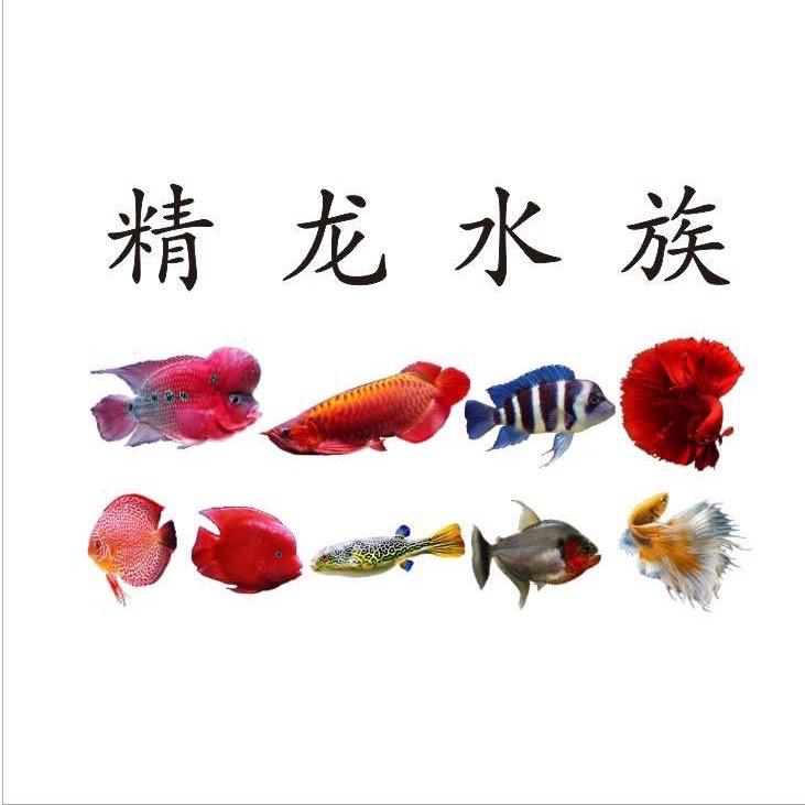 精龙水族