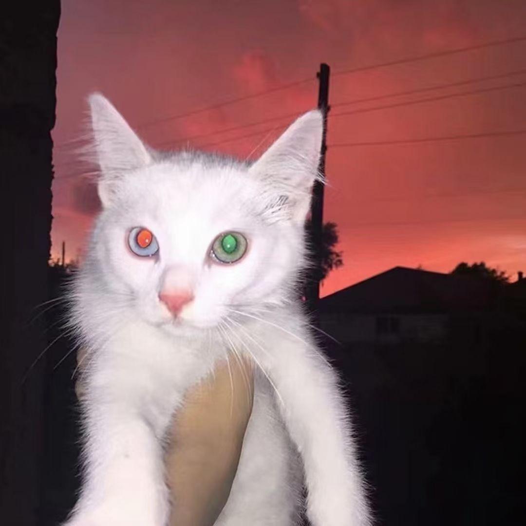 二次函数解的对吗