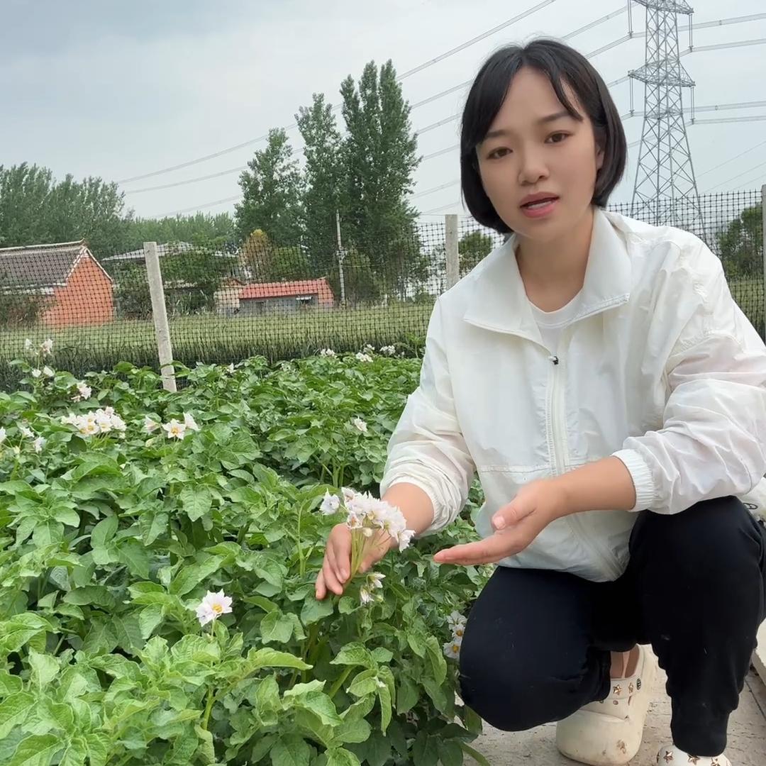 薇薇爱种菜
