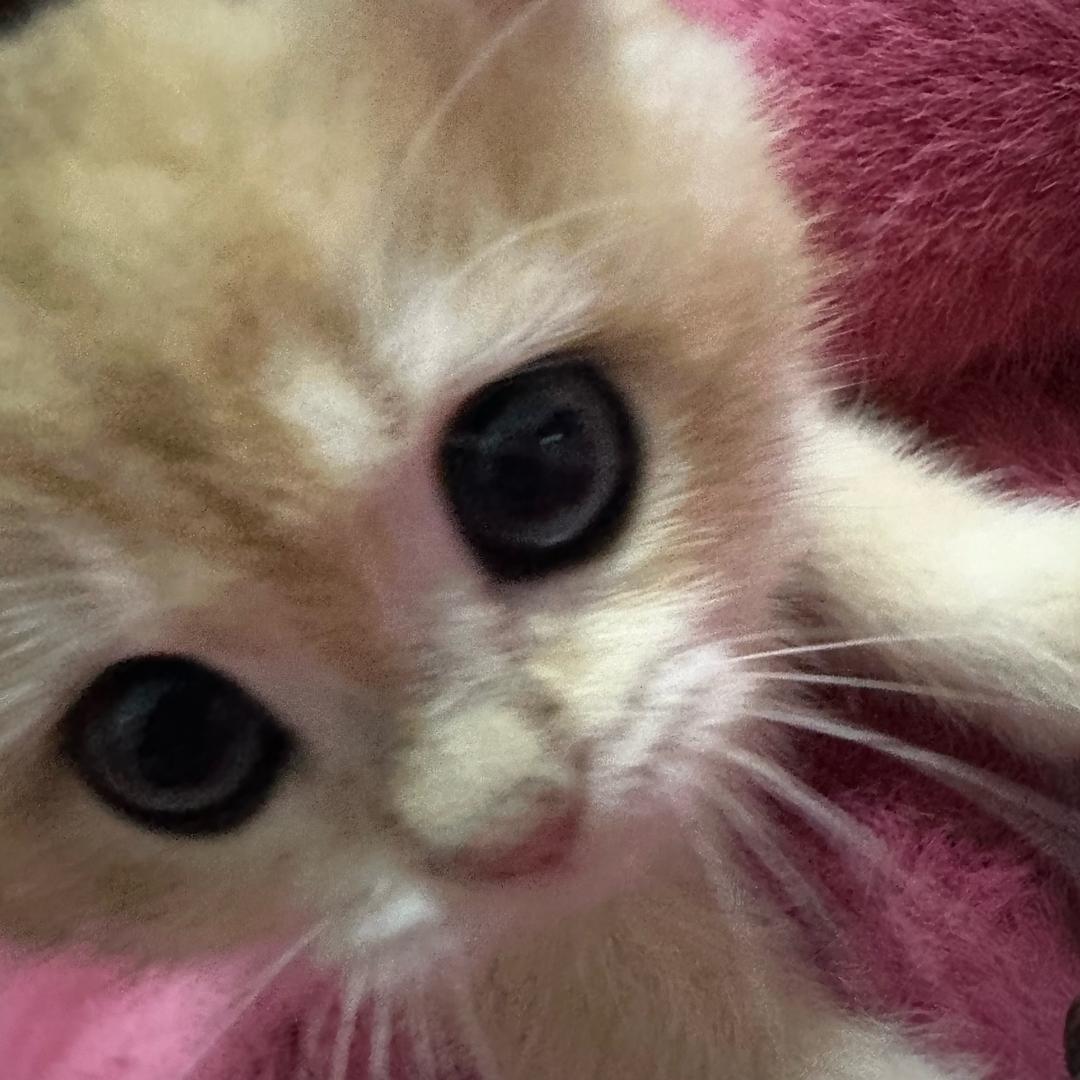 迪迪蛋蛋与笨笨