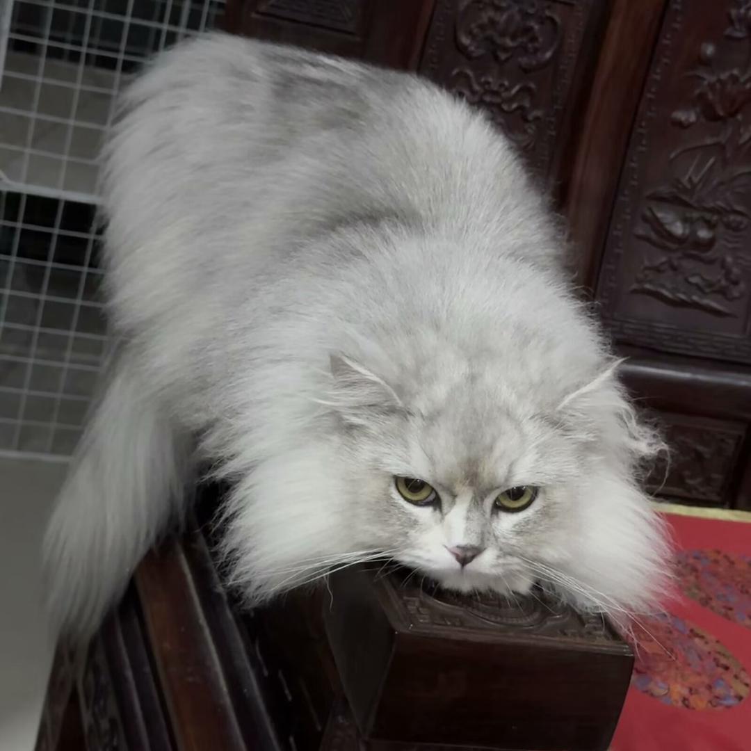 毛子草里变芼子