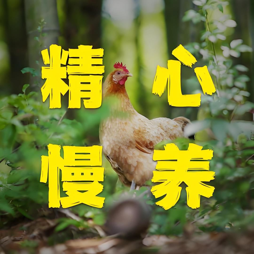 大别山黄油土鸡散养