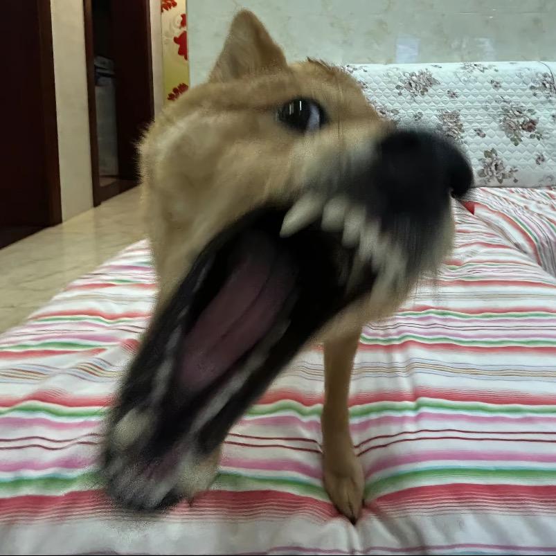 呆呆狗