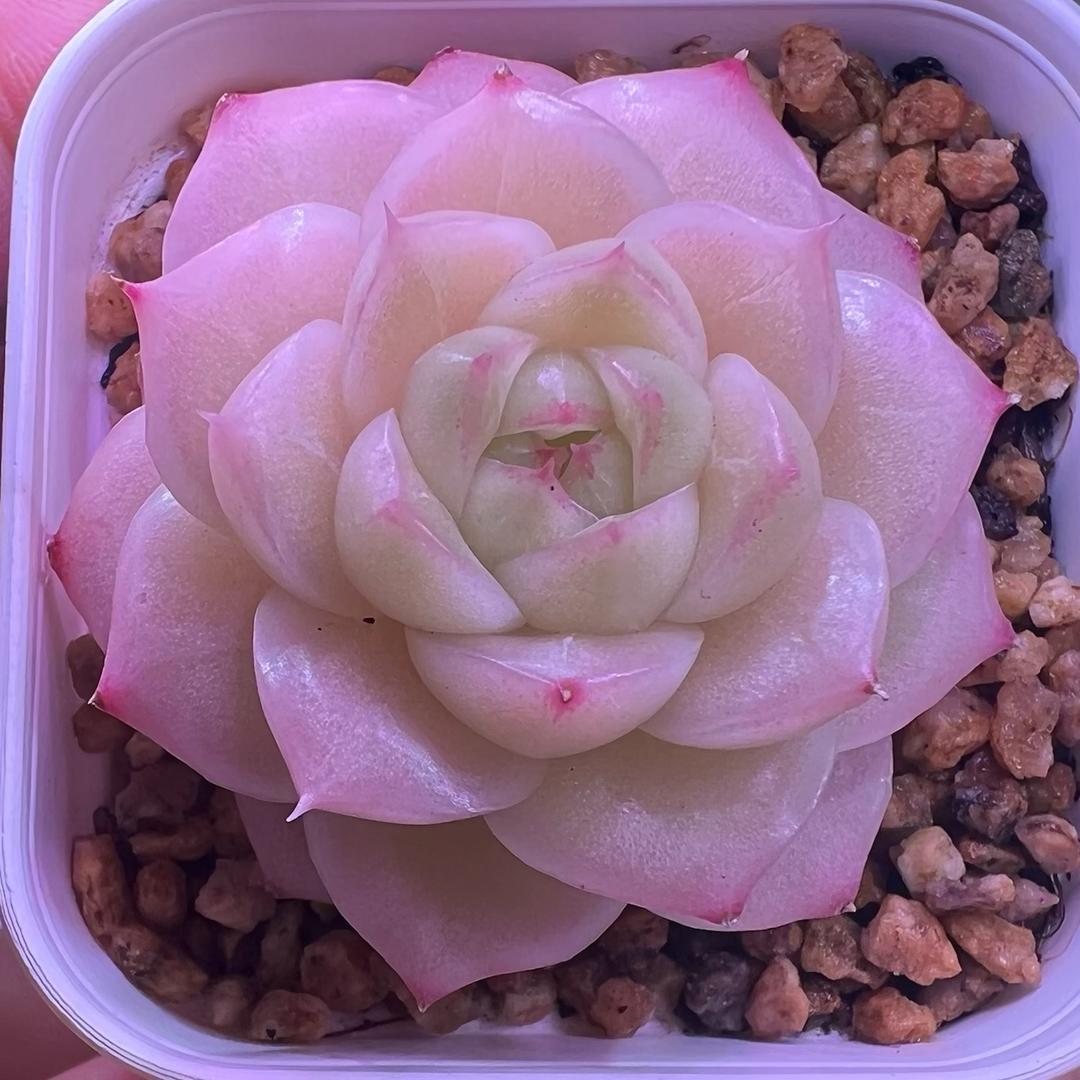 种多肉的中年少女