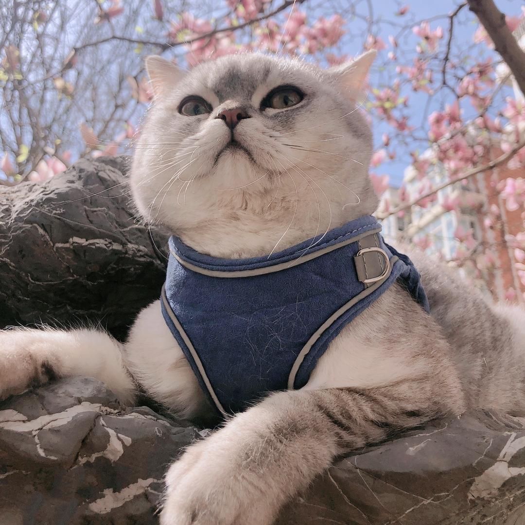 乐不鸣的猫