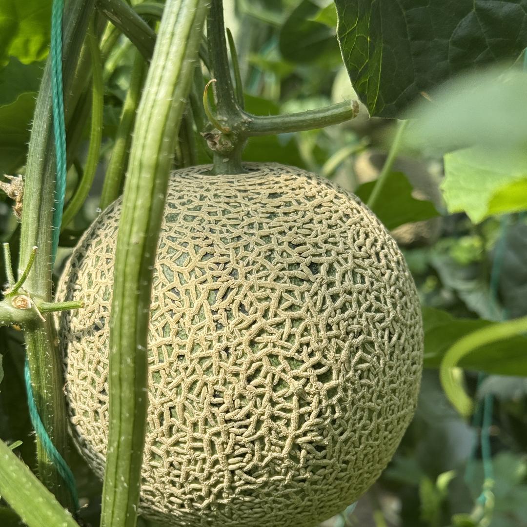 乐活果网纹瓜严选