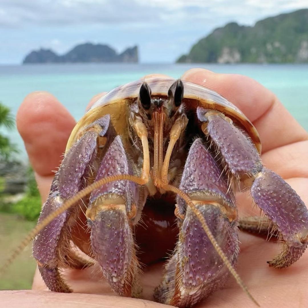 蟹蟹由你爬宠乐园