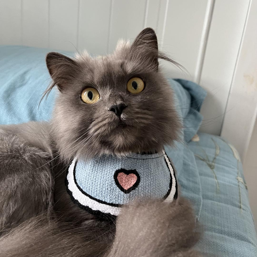 爱吃饭的胖胖喵