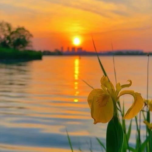向日葵🌻🌈