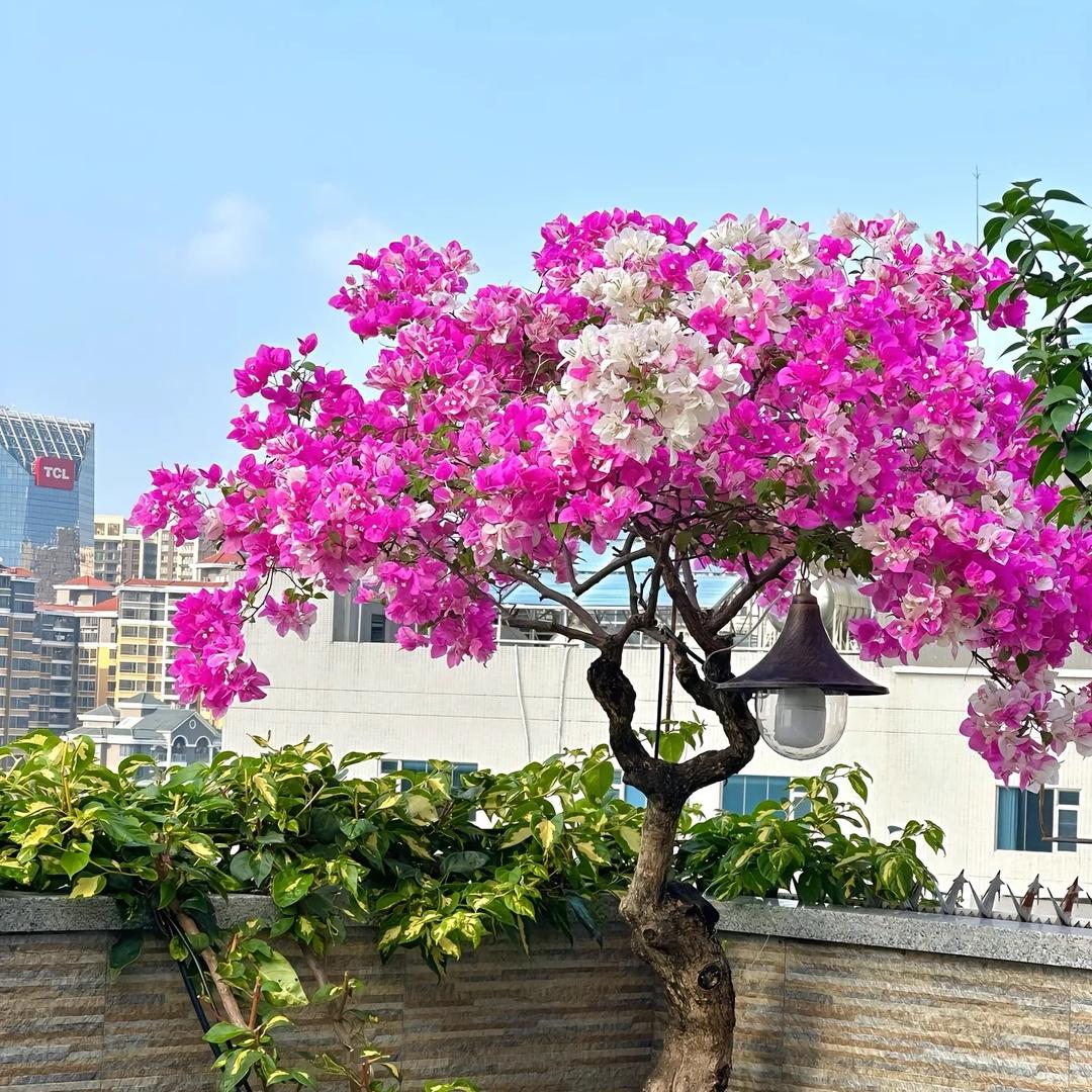 琛哥flower