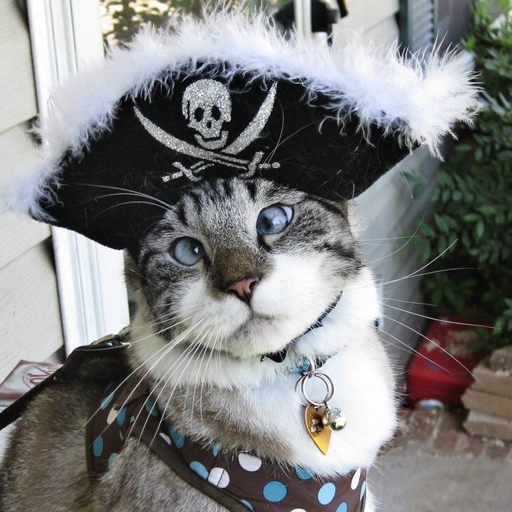 Gustav的猫🐱头像