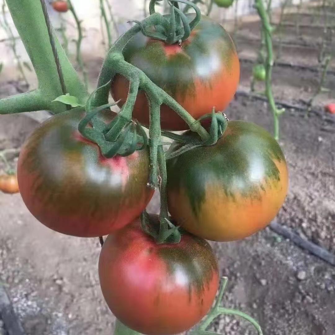 蔬菜种苗小程哥