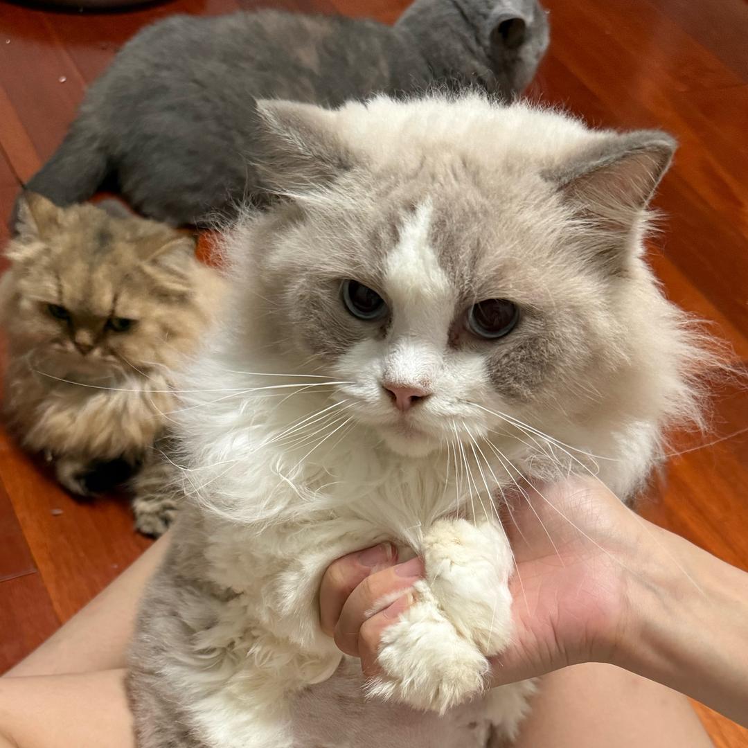 LuLu大王
