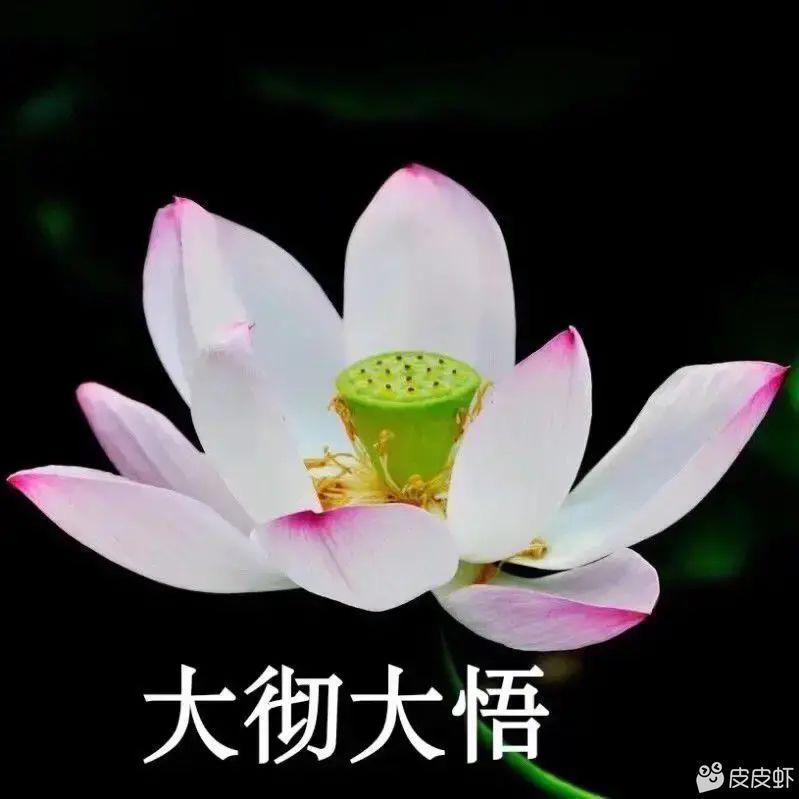 脚踢老丈人