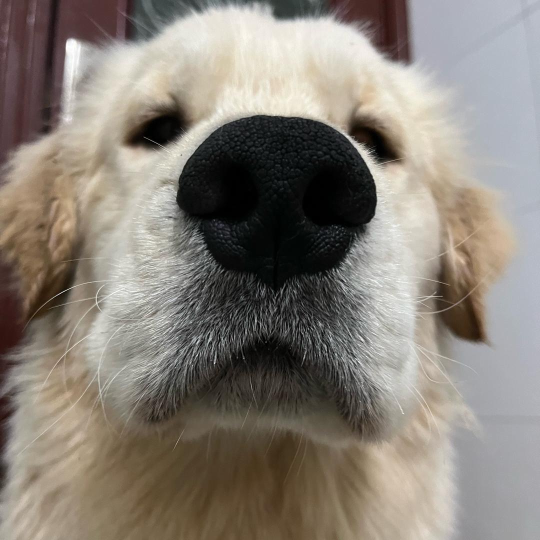 寻回猎犬老五