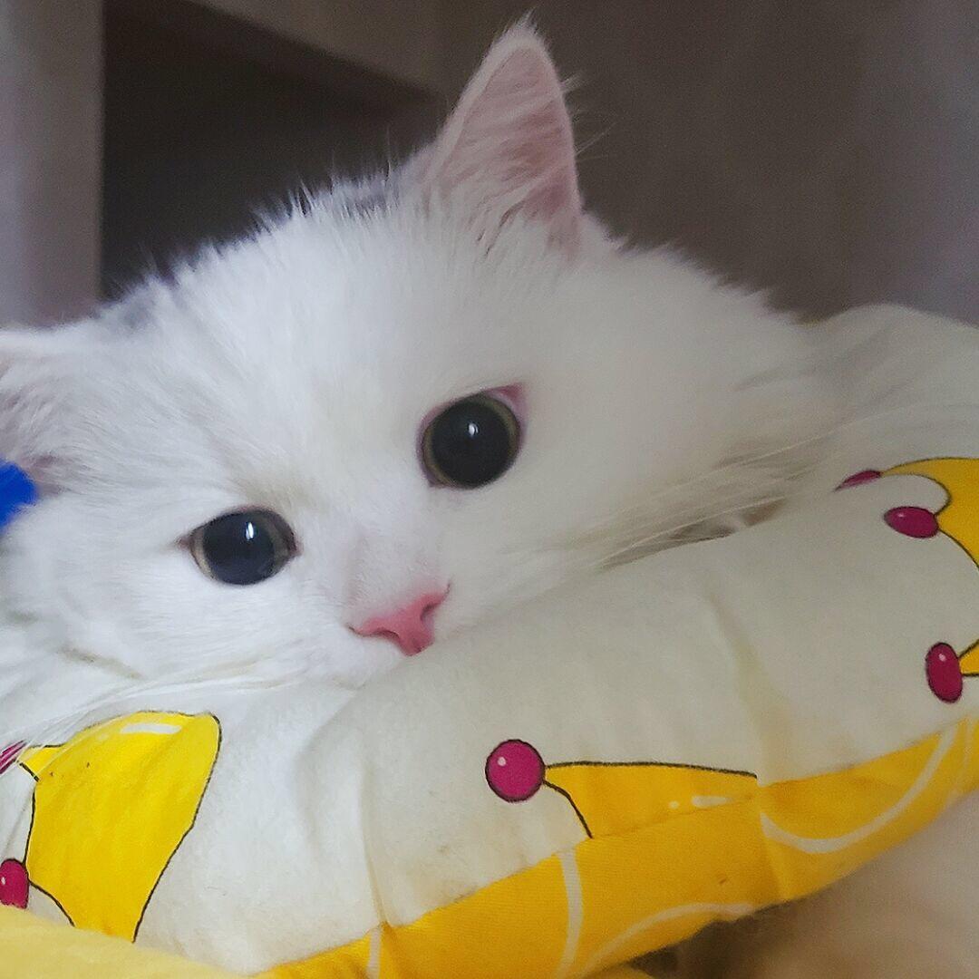 布丁熊