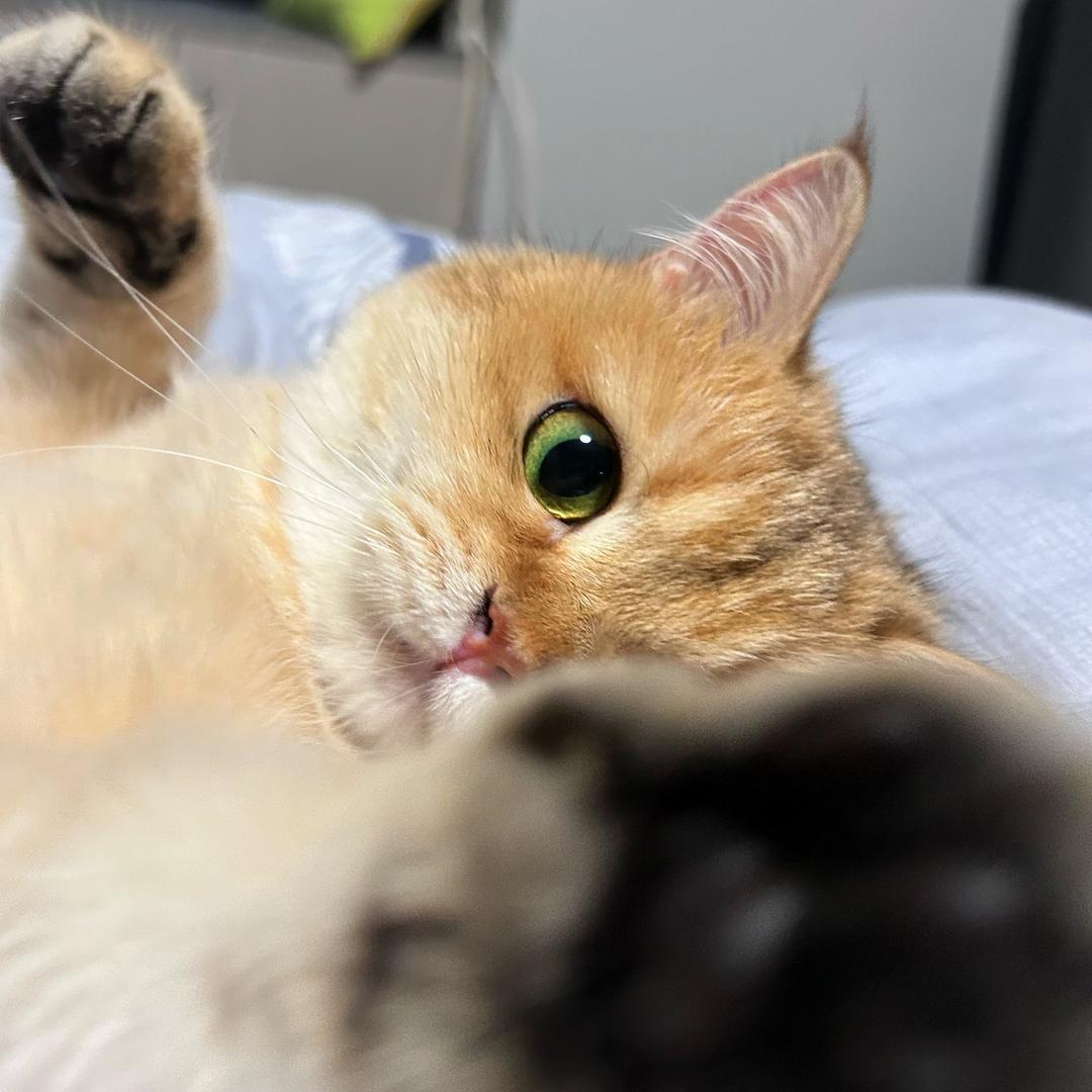 纯情少女猪刚鬣