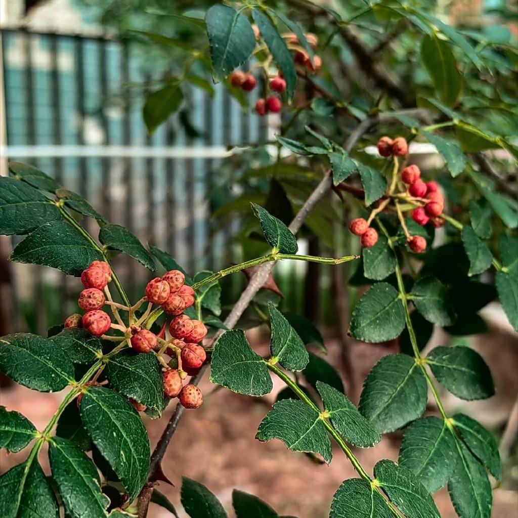郭弟讲花椒
