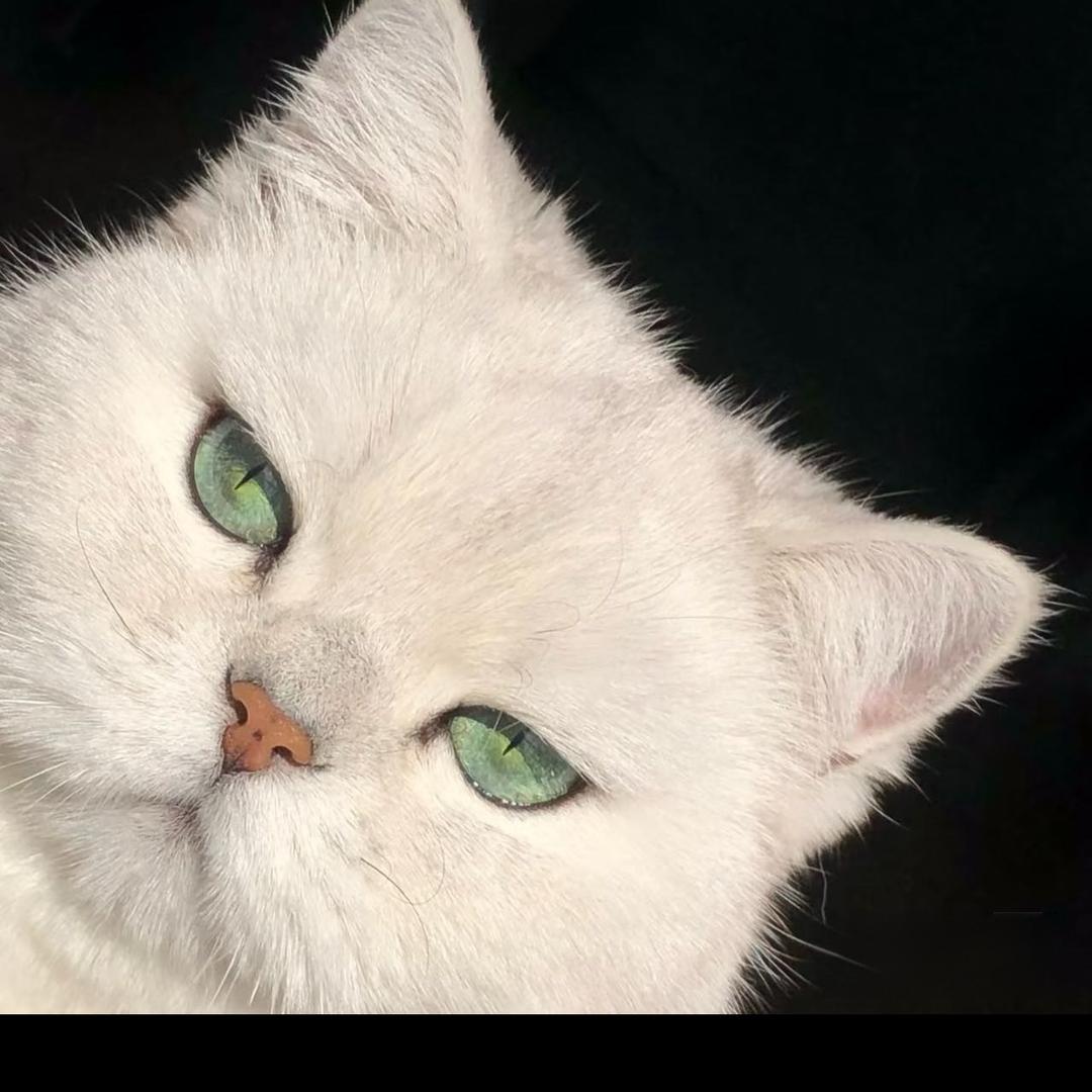 屎到淋头还想搅便