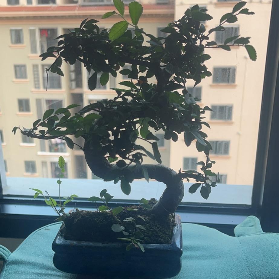 小罗