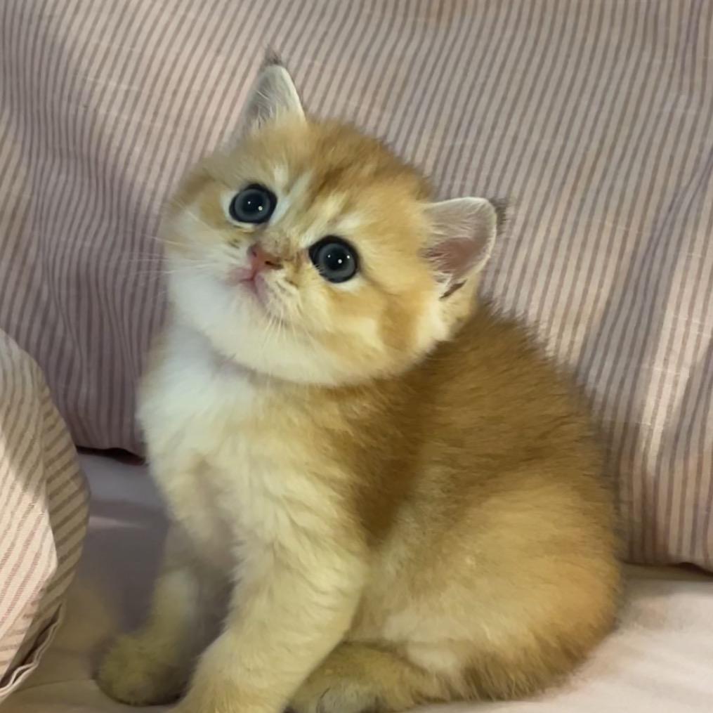 安东尼有只猫@抖音