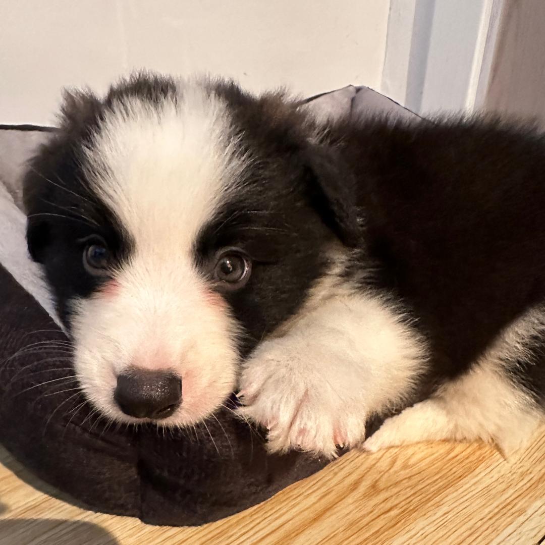 边牧37（2岁啦）