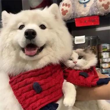 有桃便利店桃桃营销号