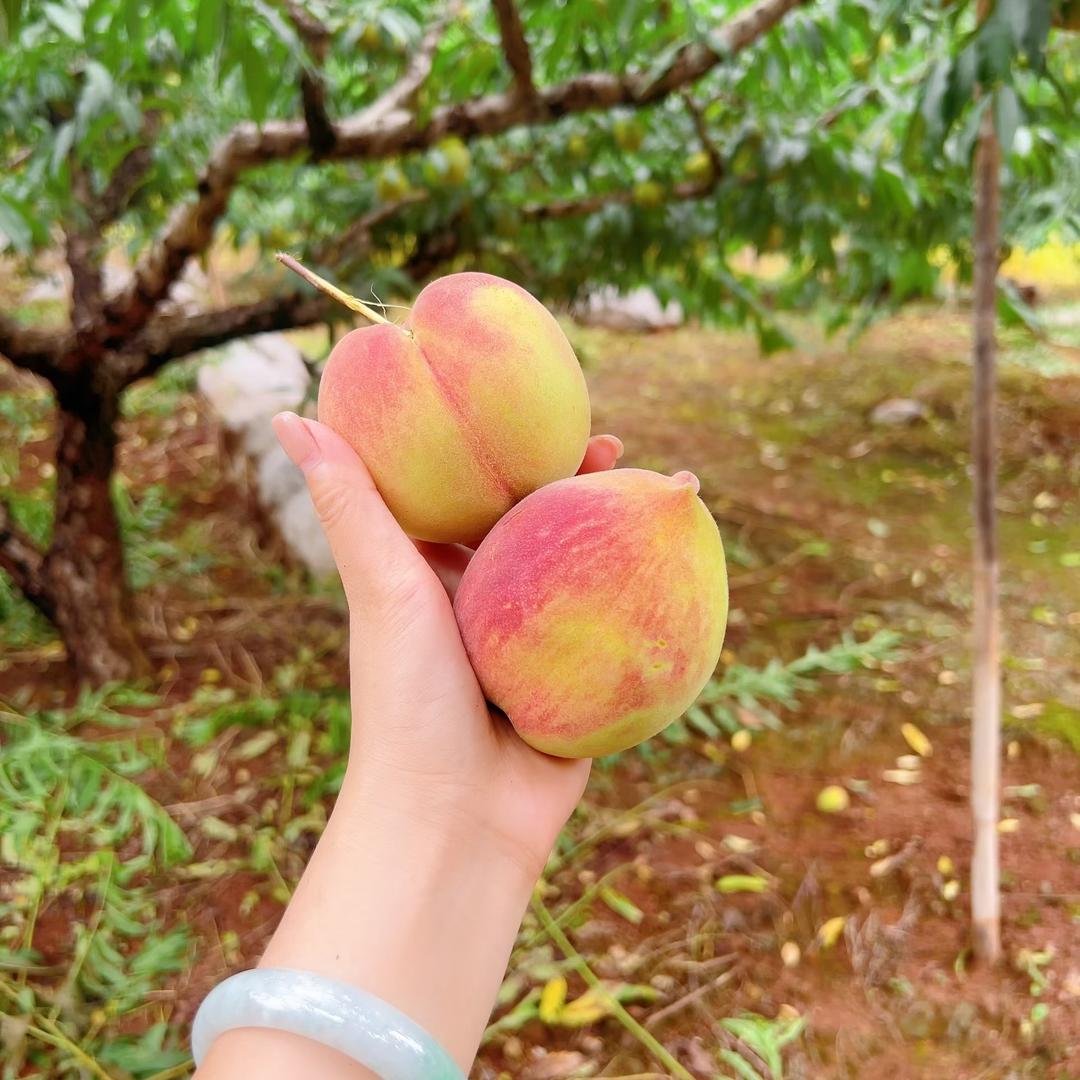 东维农产干货