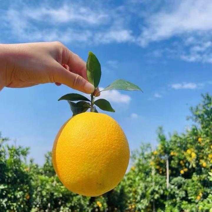江西赣南脐橙基地