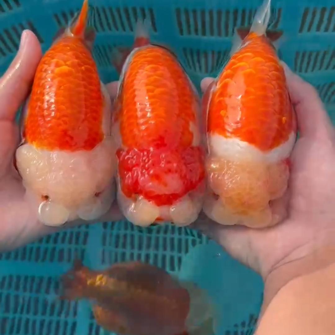 福州潘氏兰寿金鱼店