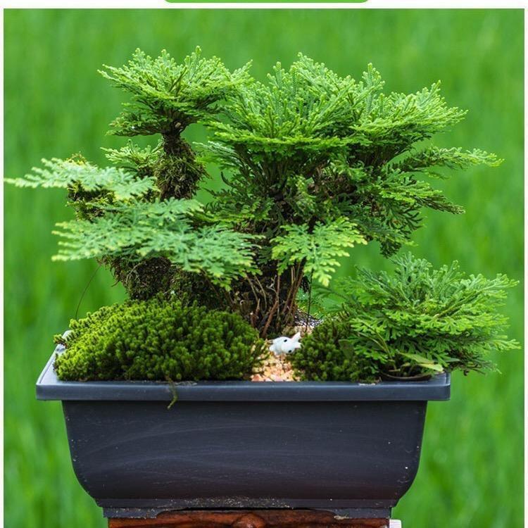 野山桩绿植盆景