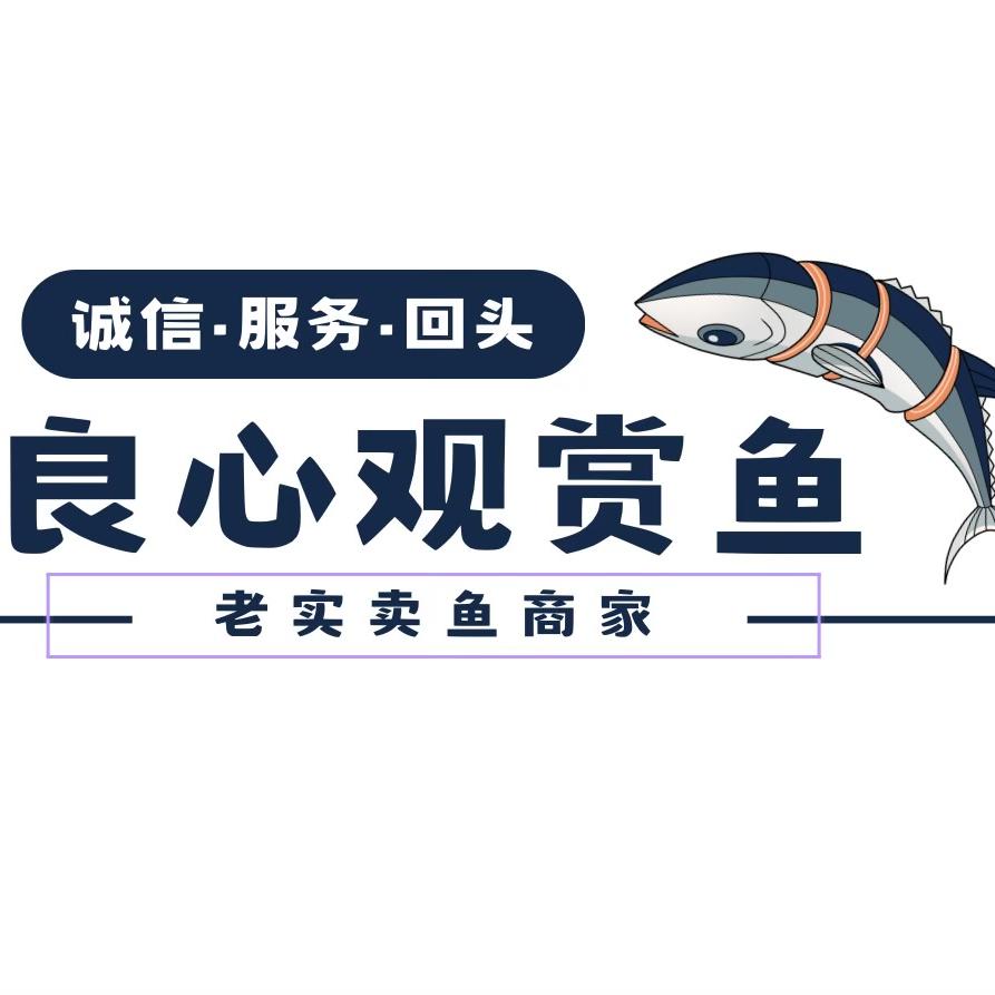 良心观赏鱼