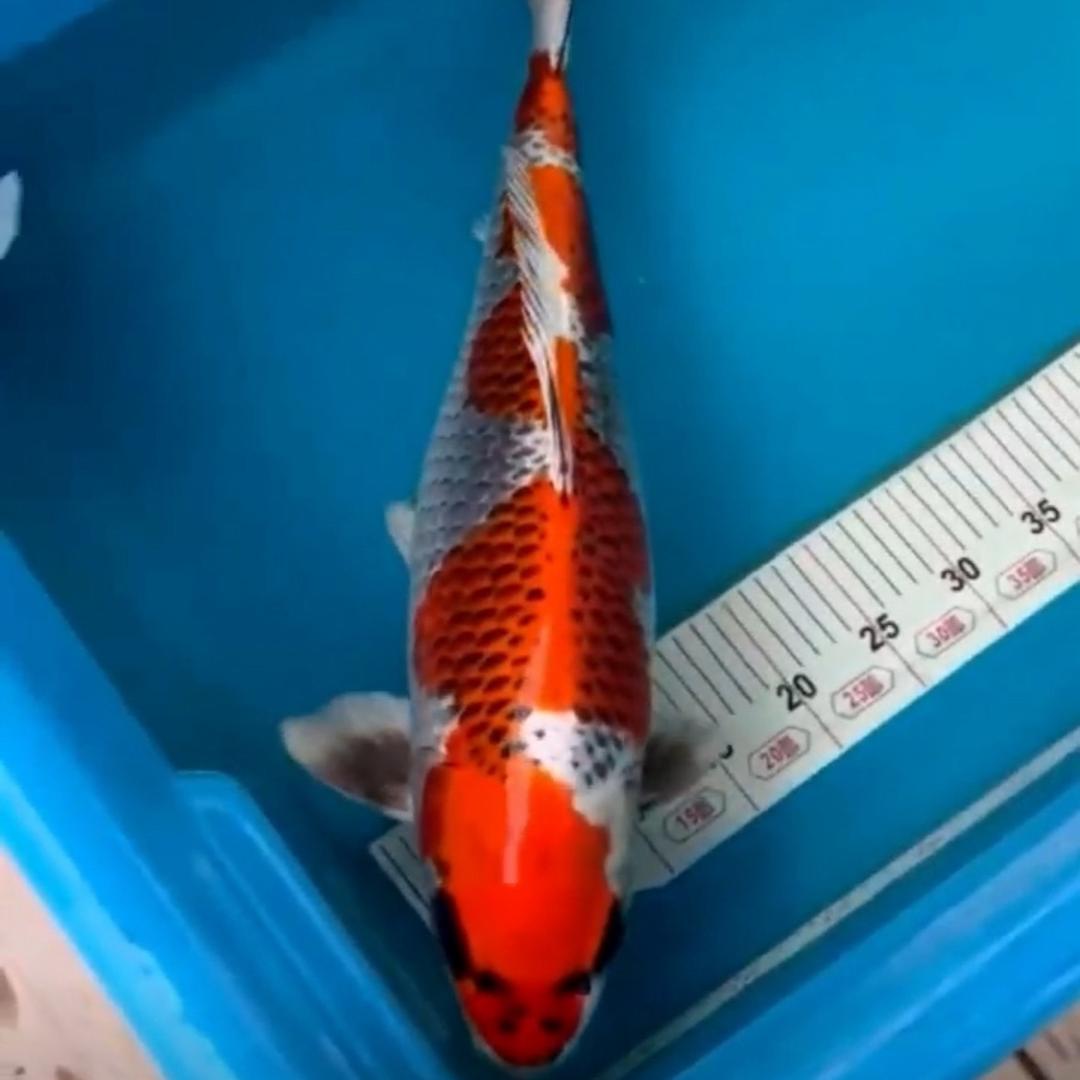 淼淼锦鲤6