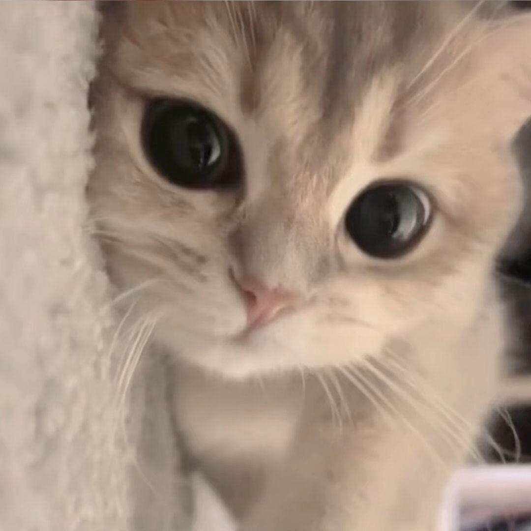 你的堡堡