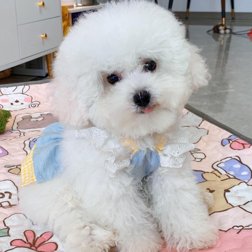 悠悠是只小比熊