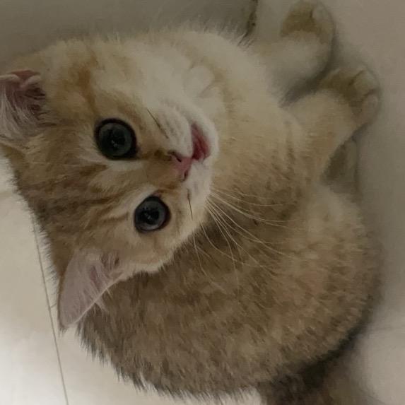 小琞姐